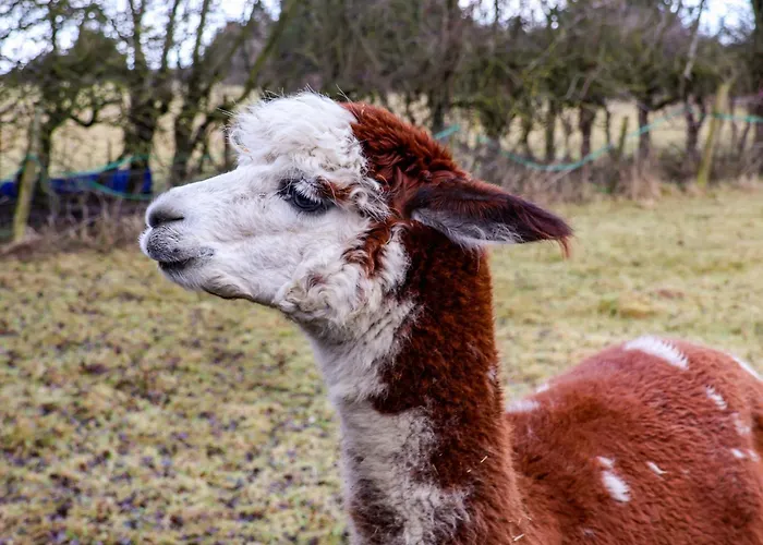 別荘 The Homestead *