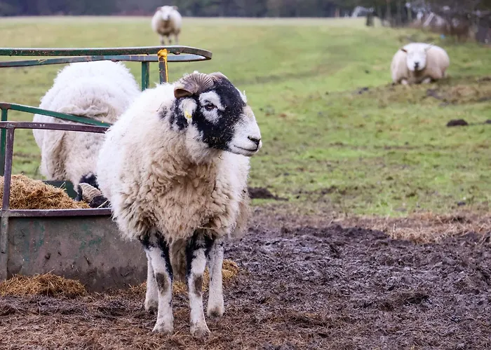 The Homestead 別荘