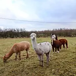 The Homestead