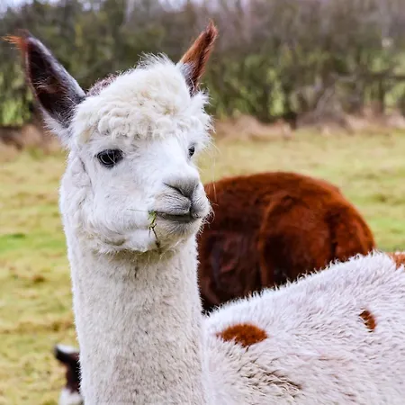 The Homestead Holiday home *