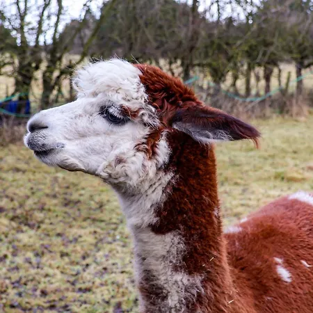 Holiday home The Homestead *
