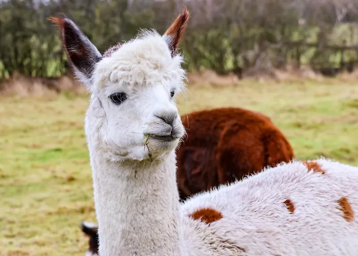 The Homestead Vakantiehuis *